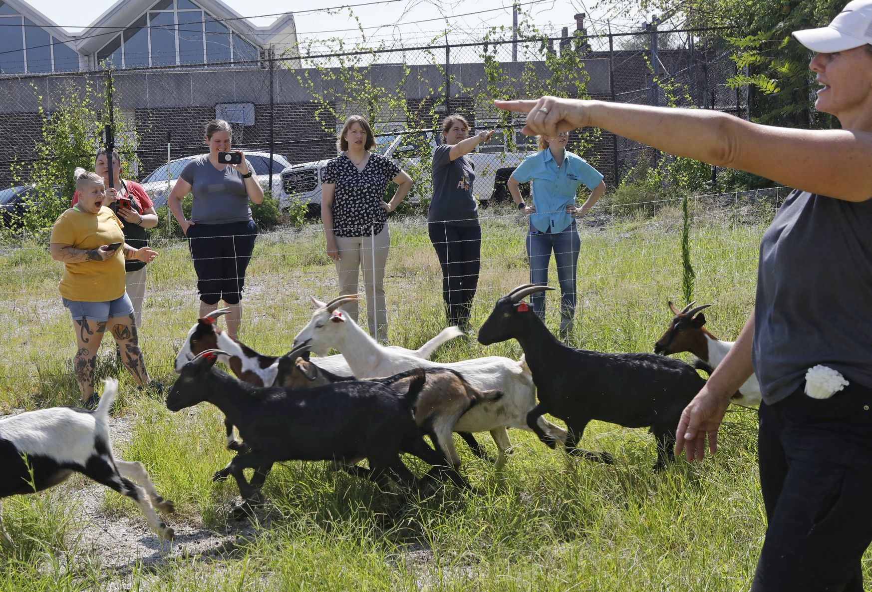 Goats make quick work of urban clearing